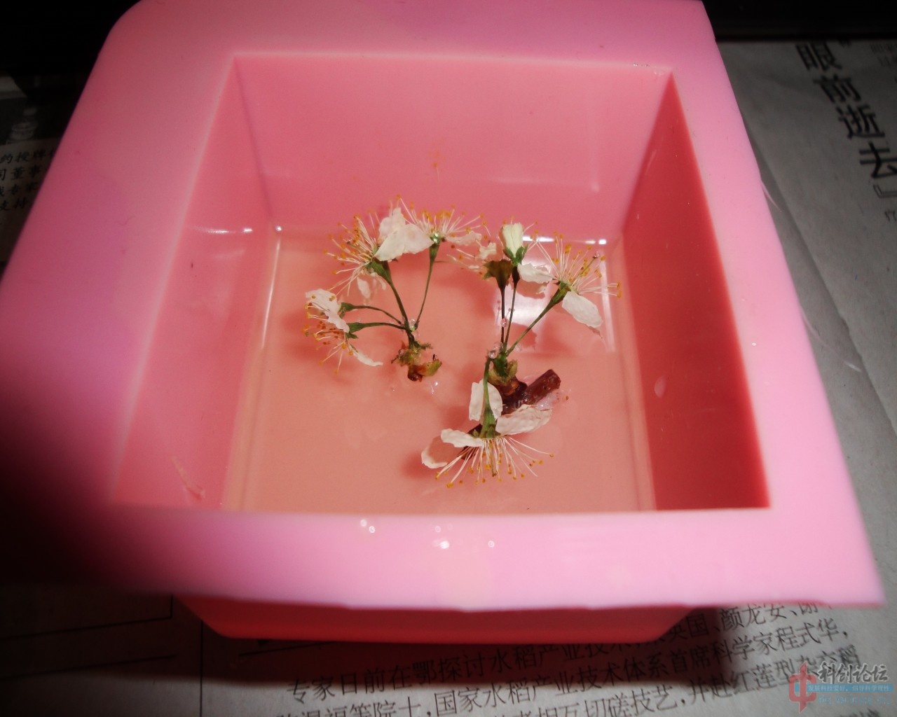 花朵粘粘 (2).jpg