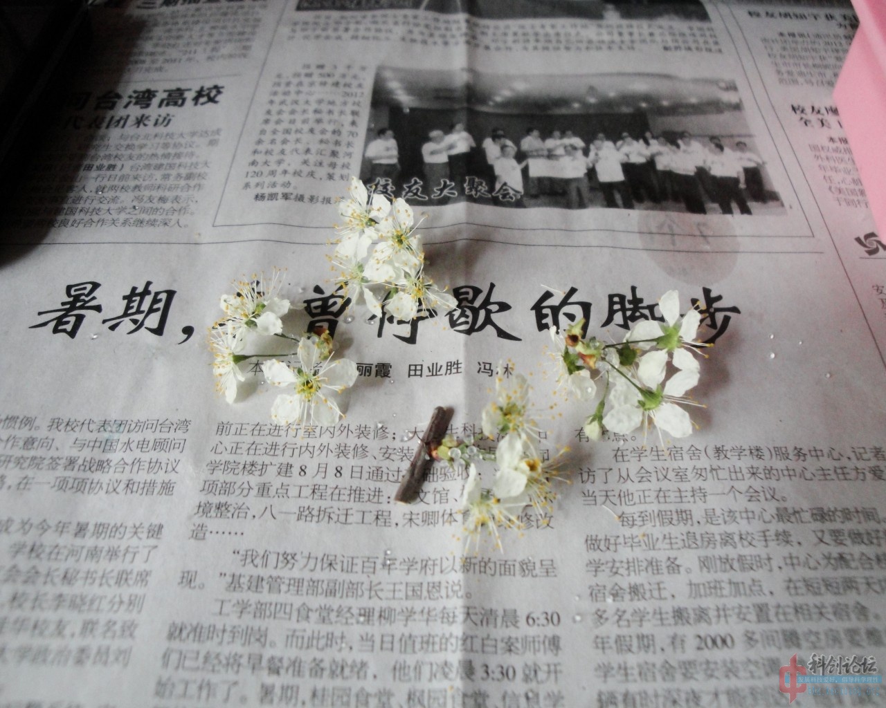 干燥花 (3).jpg