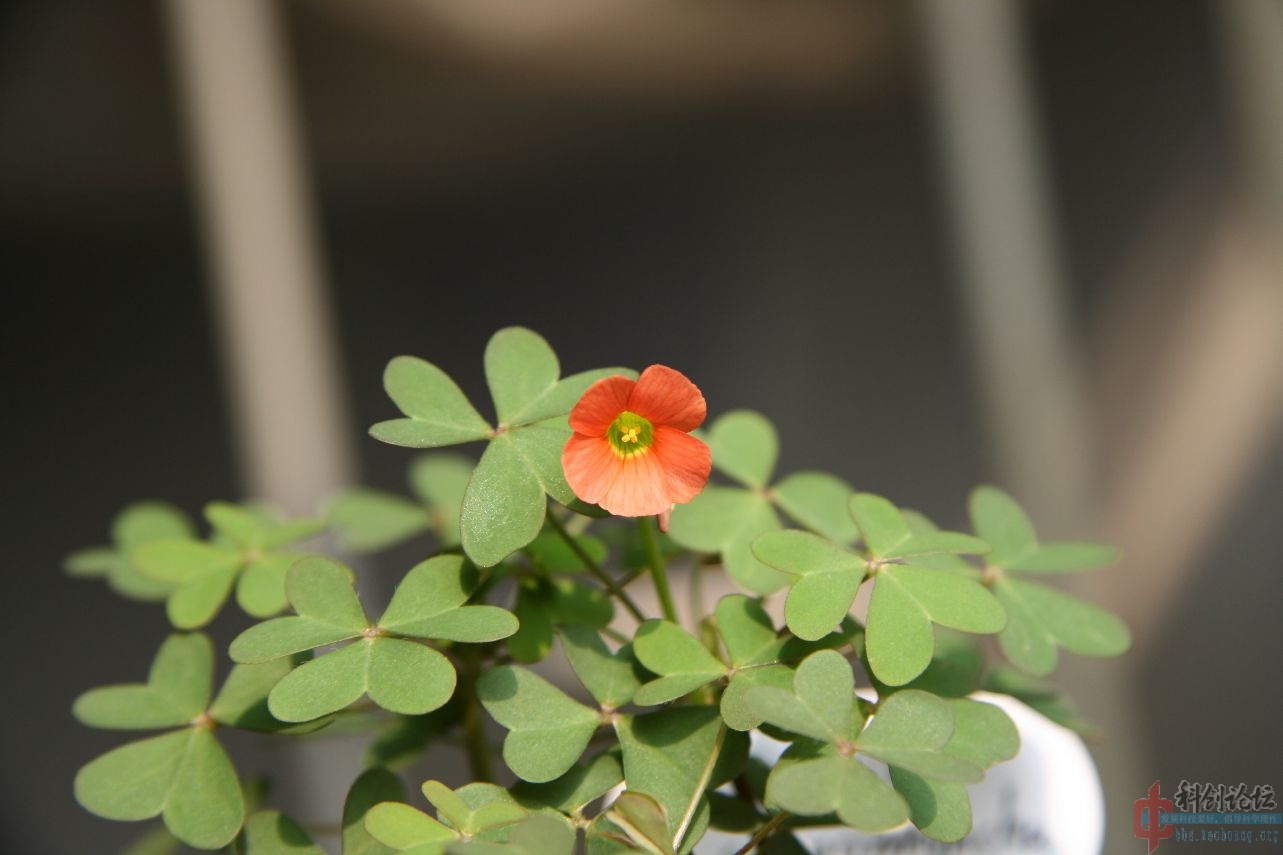 IMG_4370.jpg