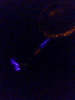 IMG0346A.jpg